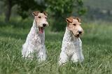 FOX TERRIER 635